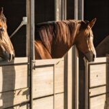 大久保龍志厩舎の管理代表馬と主戦騎手